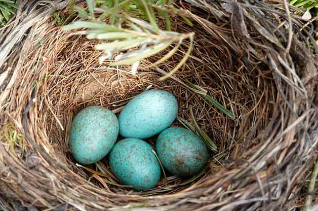 Now is a time to start homesteading and become more energy self-sufficient in your home